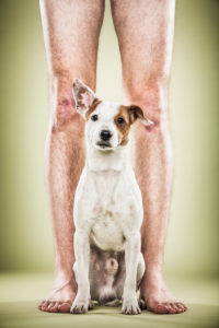 One year old jack russel dog with his human legs both without clothes One year old jack russel dog with his human legs both without clothes